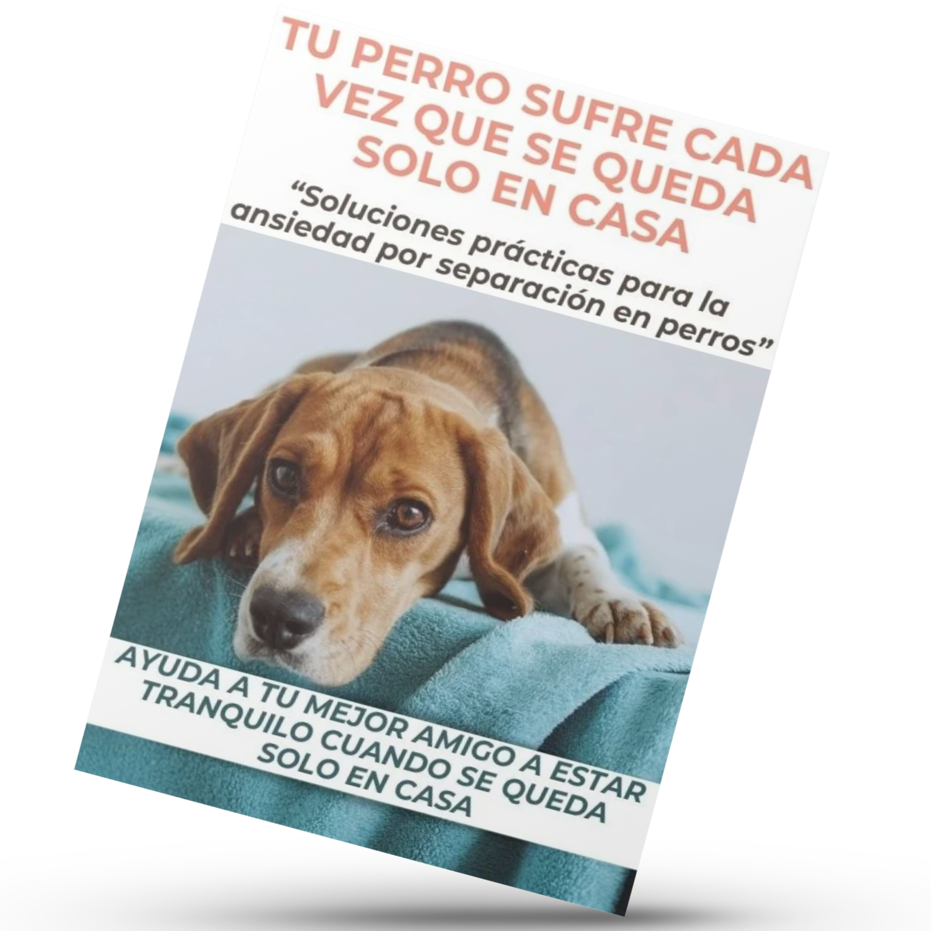 MI PERRO TRANQUILO EN CASA